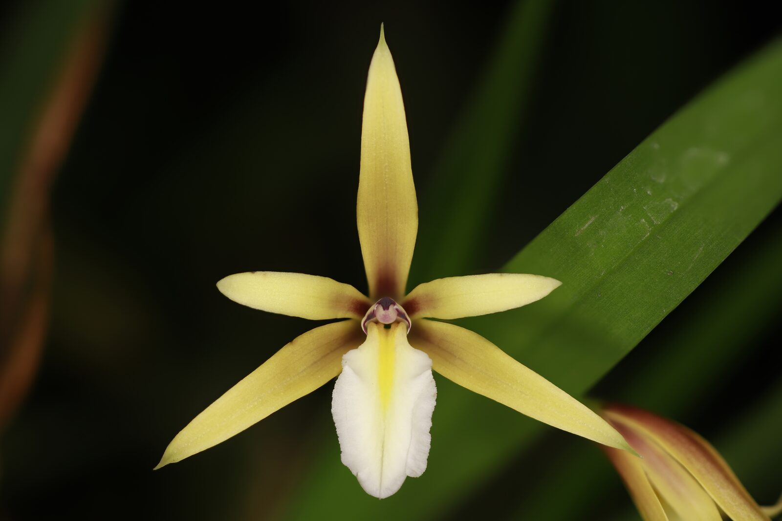 × Dinedema mariae